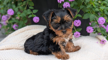 YORKSHIRE TERRIER (JUN 05) MALE