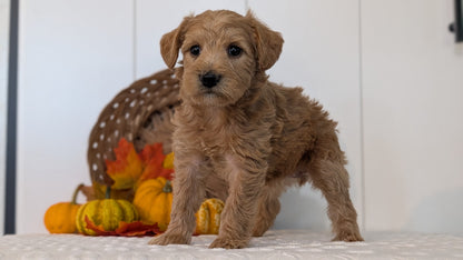 SCHNOODLE (SEP 03) 4 FEMALES/3 MALES
