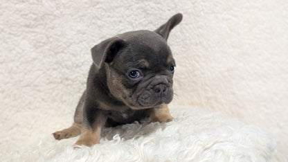 FRENCH BULLDOG (JUN 29) MALES