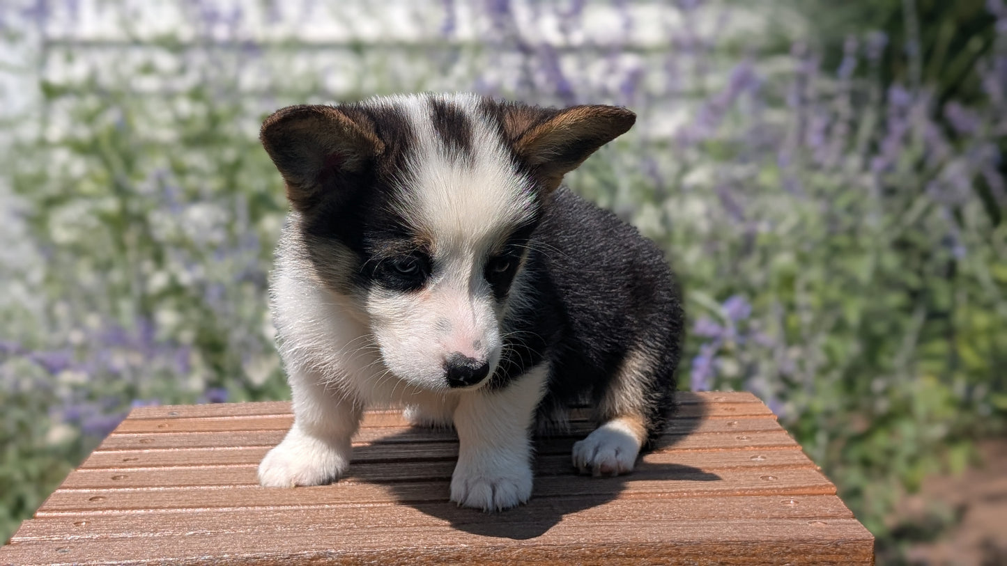 CORGI (JUN 08) MALES