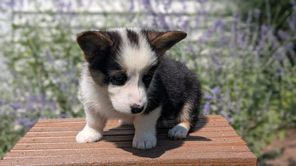 CORGI (JUN 08) MALES
