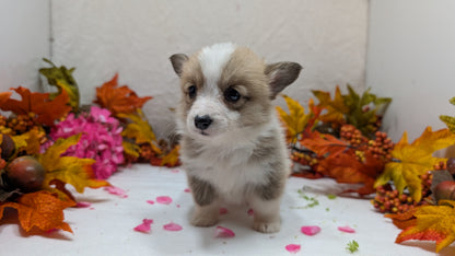 CORGI (09/17) FEMALE