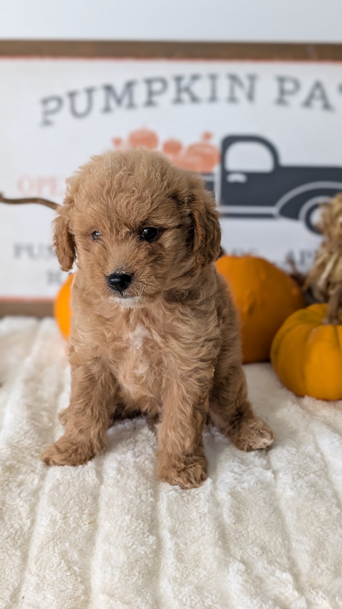 MINI GOLDENDOODLE (AUG 13) 6 MALES/3 FEMALES