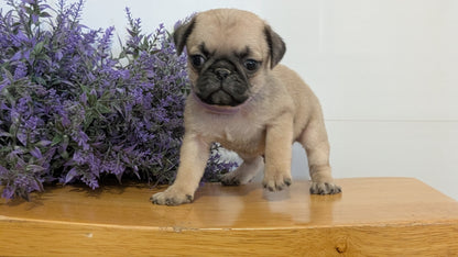PUG (SEP 12) 4 MALES/1 FEMALE