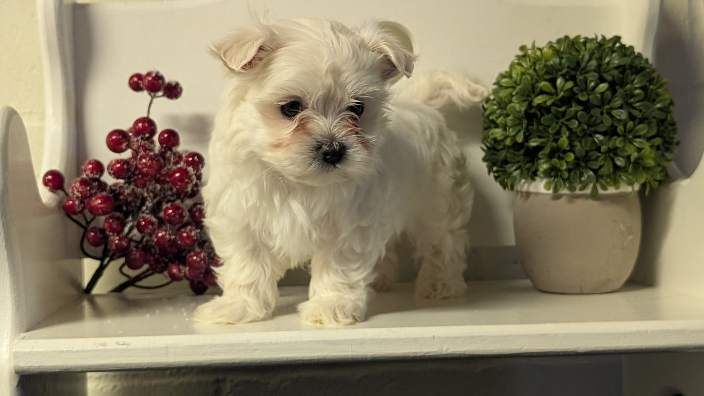 MALTESE (NOV 15) FEMALES