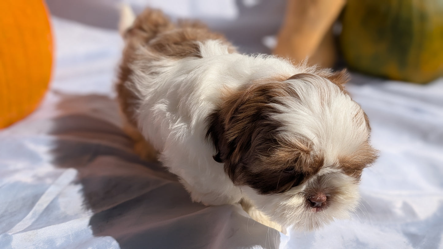 SHIH TZU (07/18) MALE