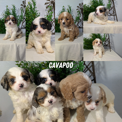 CAVAPOO (02/17) MALE