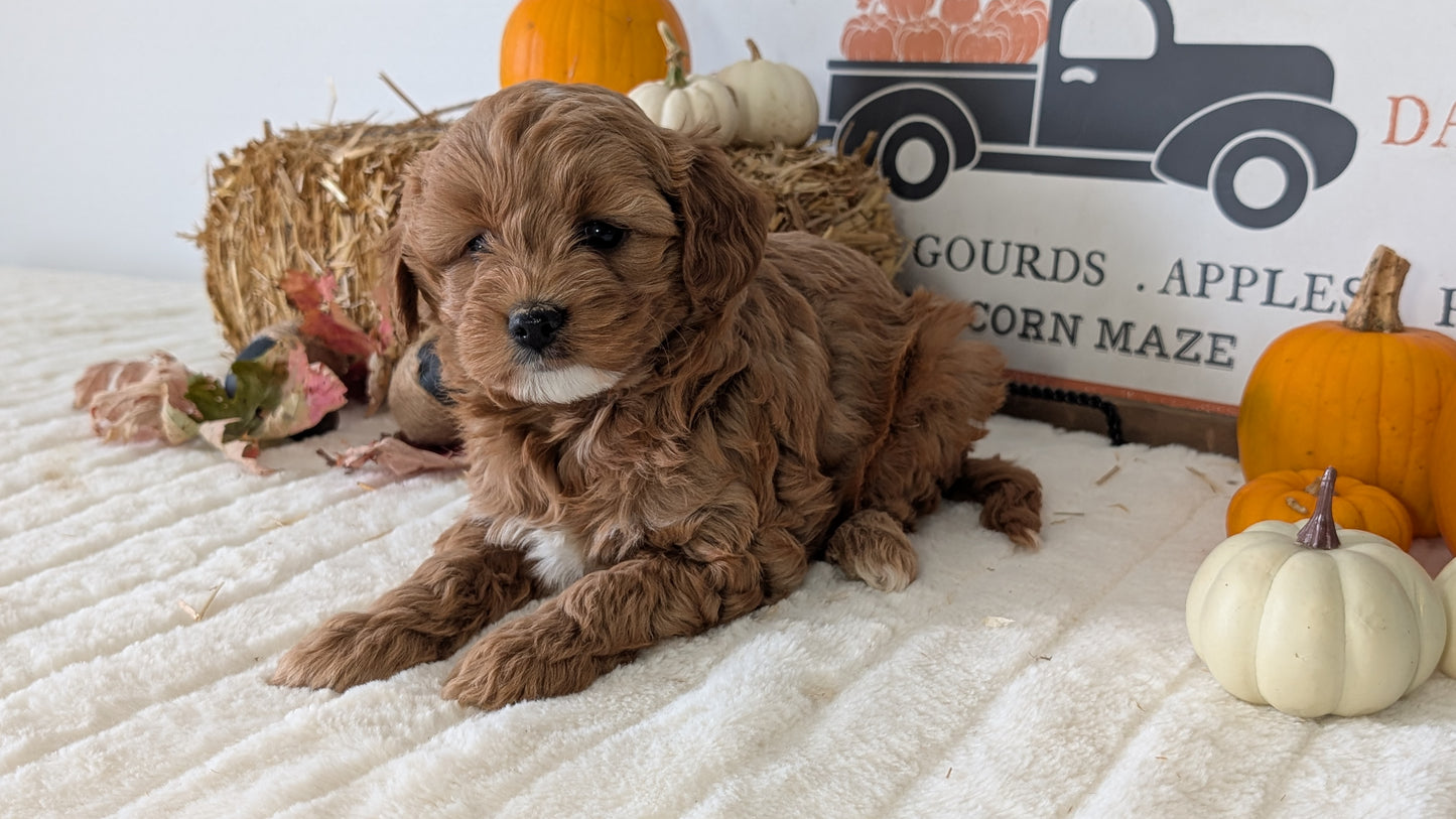 MINI GOLDENDOODLE (09/21) FEMALE