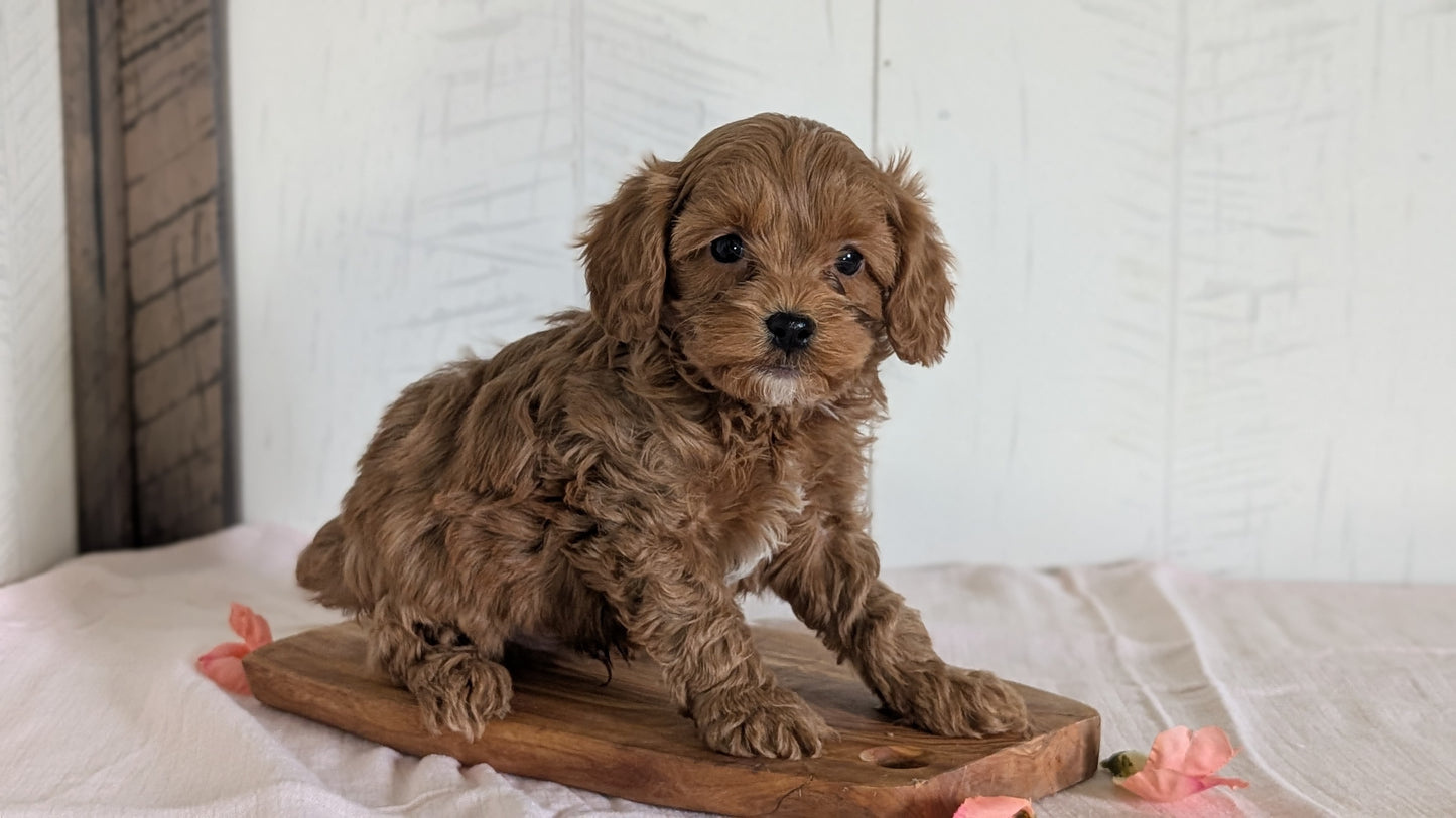 CAVAPOO (FEB 11) MALES