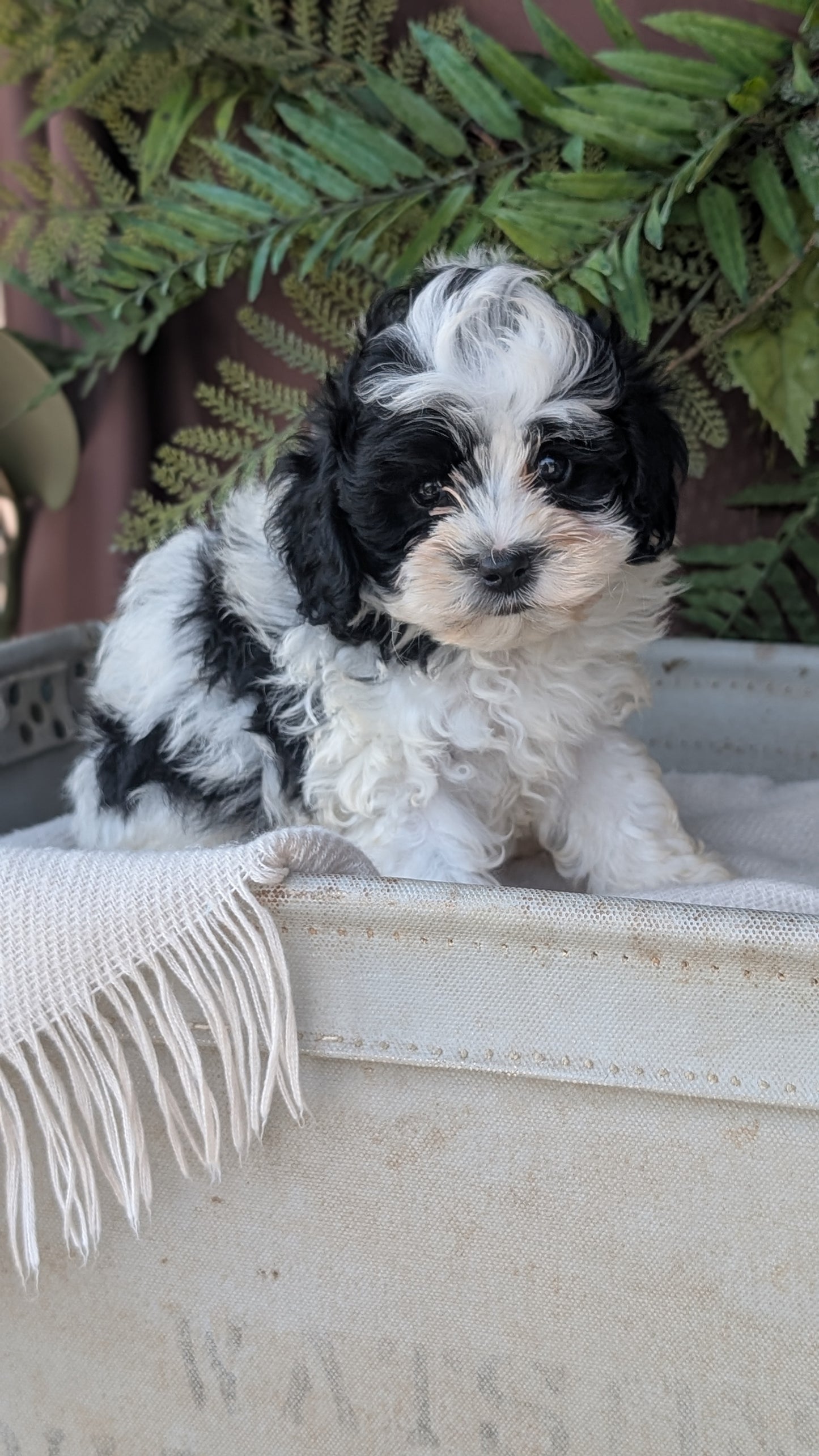 COCKAPOO (MAY 22) MALES
