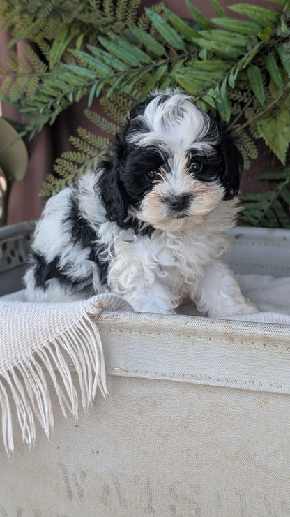 COCKAPOO (MAY 22) MALES