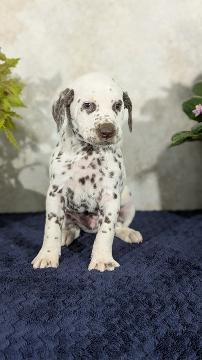 DALMATIAN (02/14) MALE