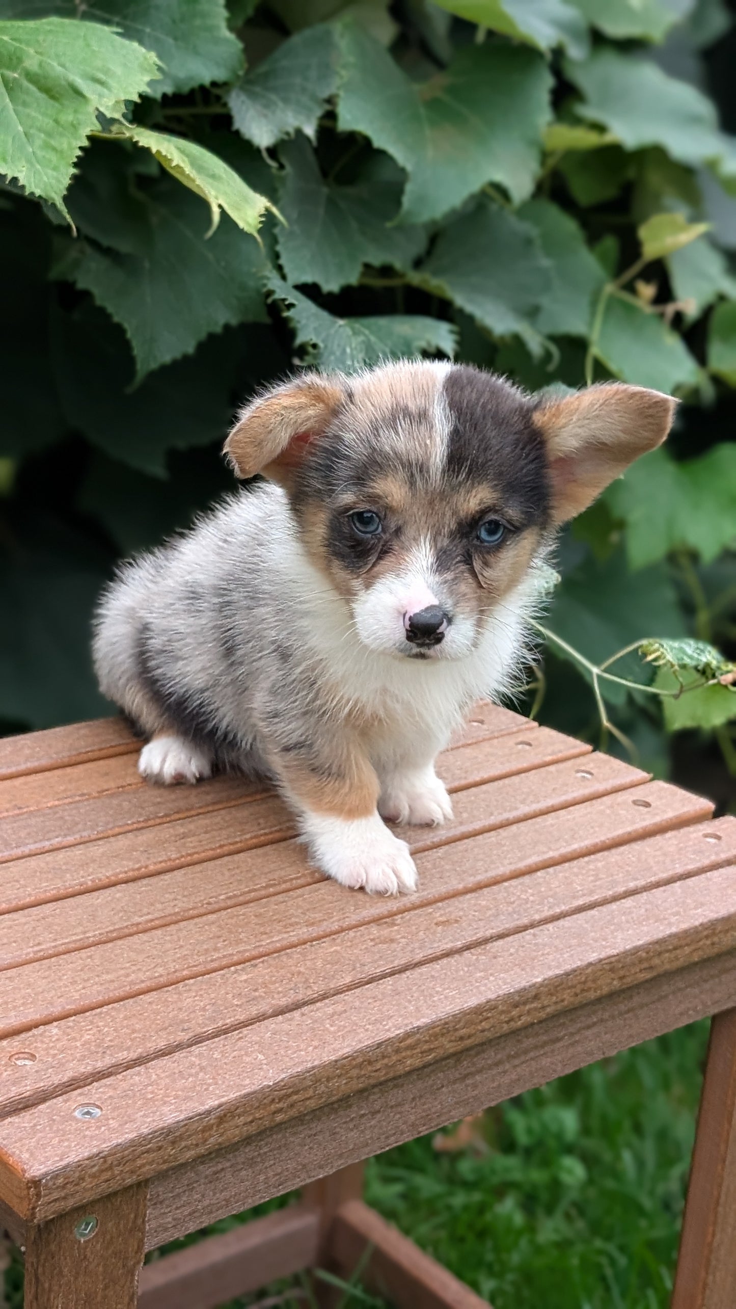 CORGI (JUN 22) MALES