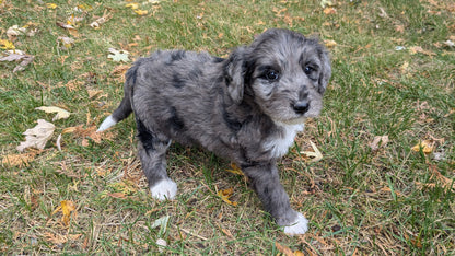 MINI BERNEDOODLE (09/24) FEMALE