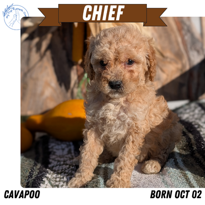 CAVAPOO (OCT 02) MALES