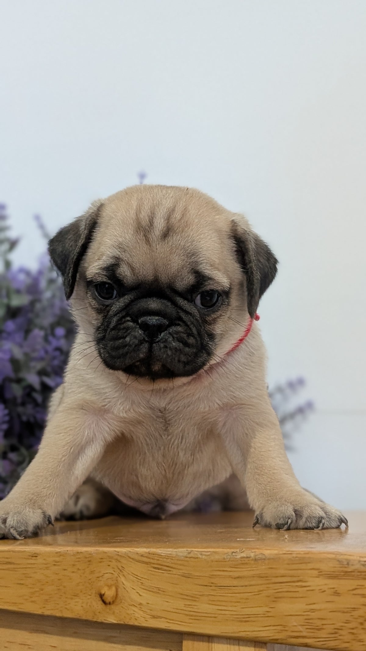 PUG (SEP 12) 4 MALES/1 FEMALE