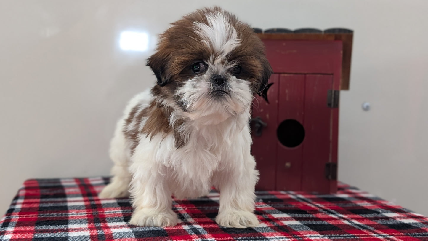 SHIH TZU (DEC 10) FEMALE