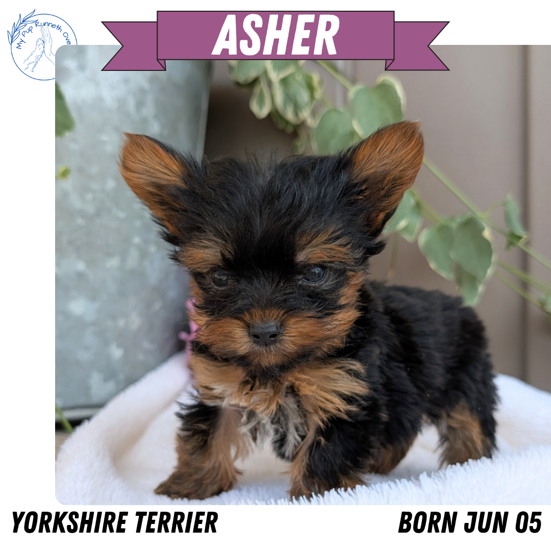 YORKSHIRE TERRIER (06/05) MALE