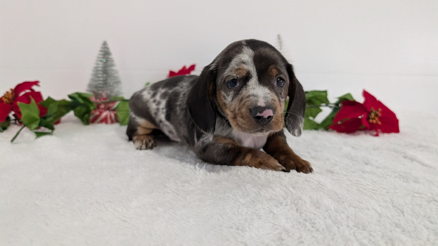 MINI DACHSHUND (OCT 20) MALES