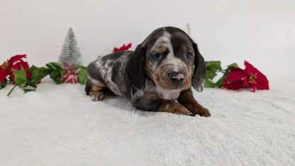 MINI DACHSHUND (OCT 20) MALES