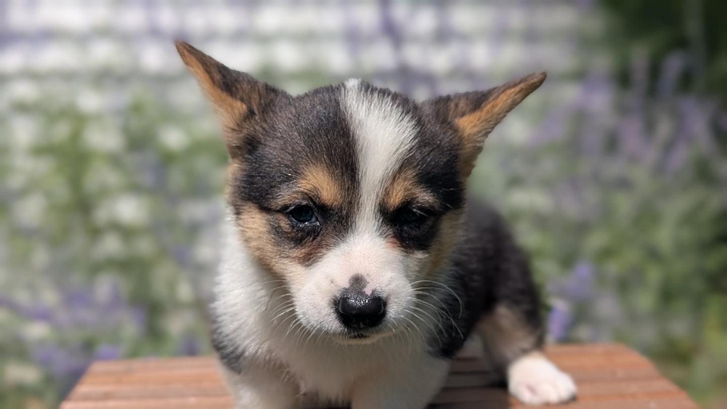 CORGI (JUN 08) FEMALES