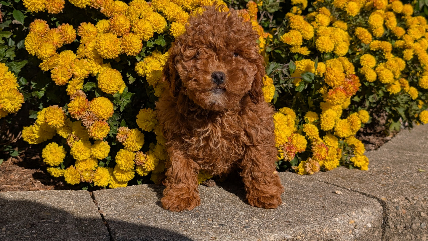 COCKAPOO (08/03) FEMALE