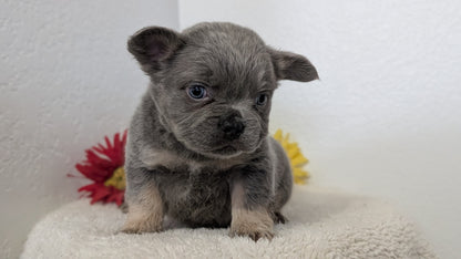 FRENCH BULLDOG (FEB 21) MALES