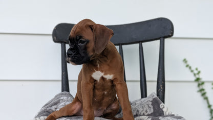 BOXER (JUN 11) FEMALES