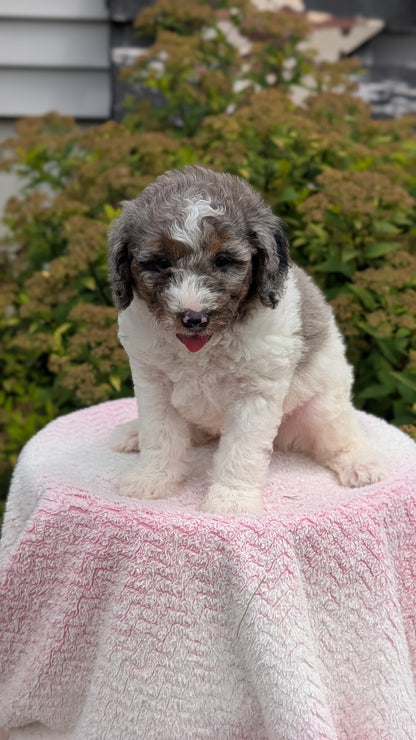 MINI POODLE (06/07) MALE