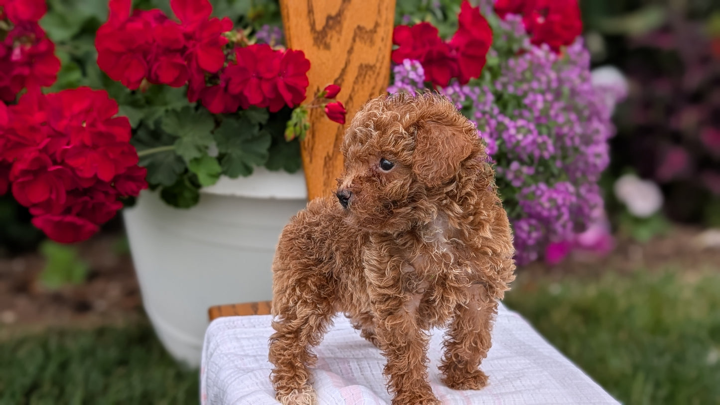 TOY POODLE (JUN 15) FEMALE