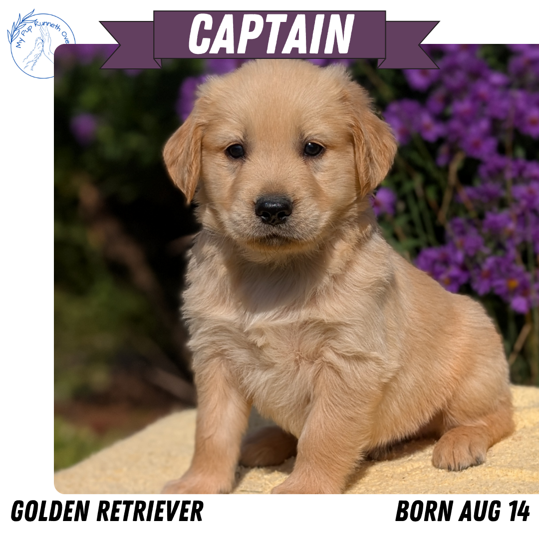GOLDEN RETRIEVER (08/14) MALE