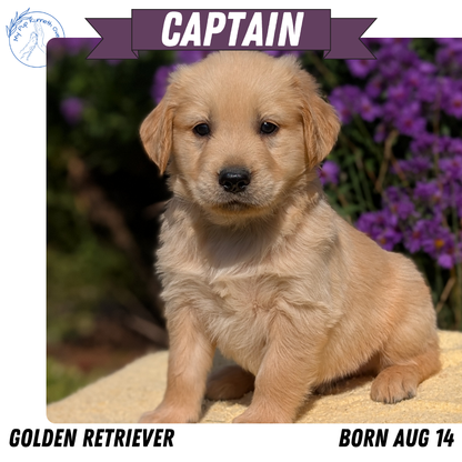 GOLDEN RETRIEVER (08/14) MALE