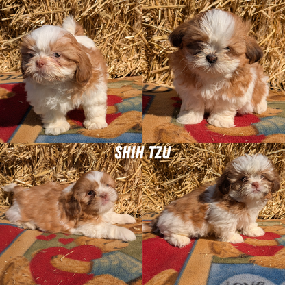 SHIH TZU (01/23) MALE