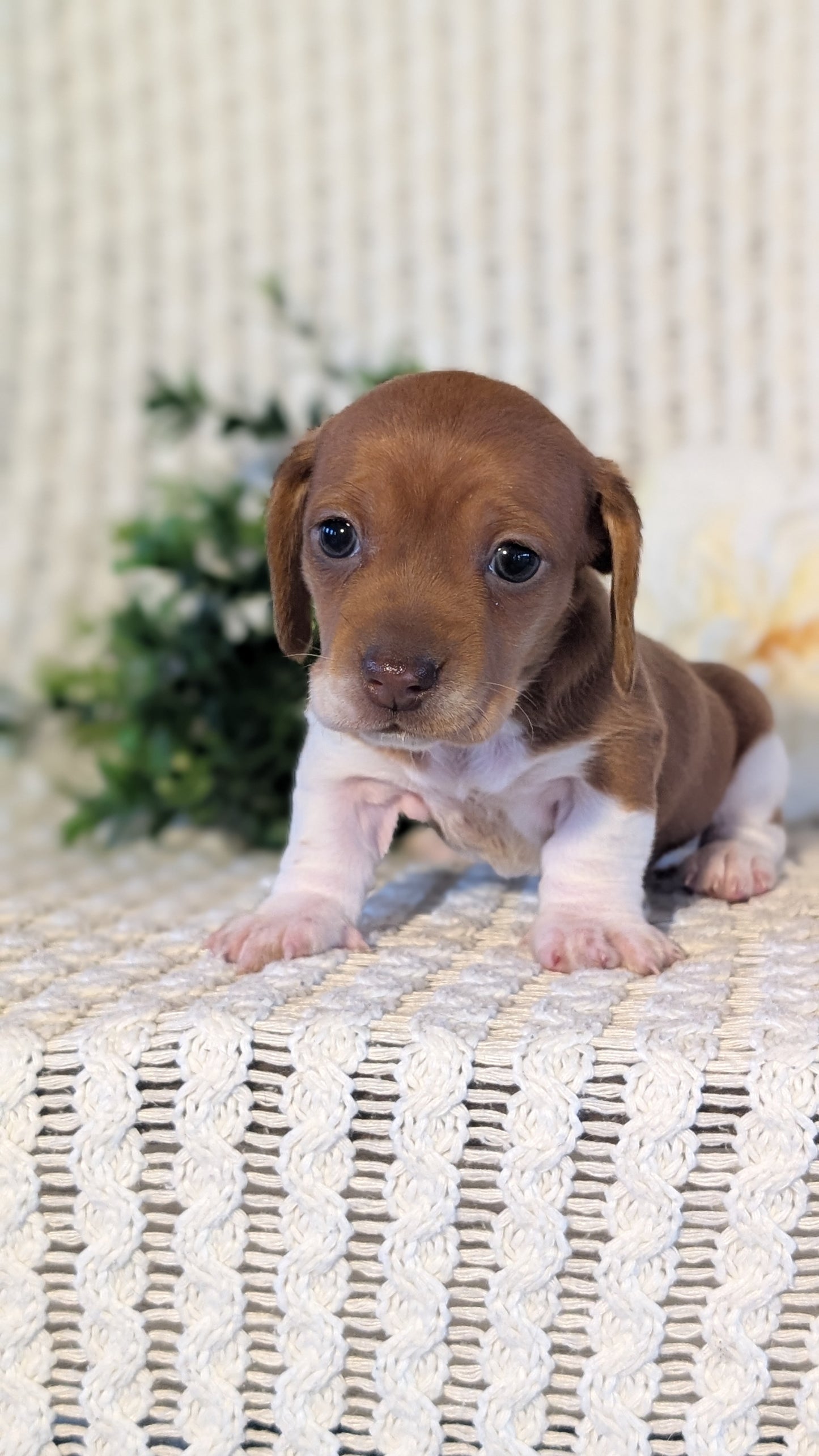 MINI DACHSHUND (JAN 16) FEMALES