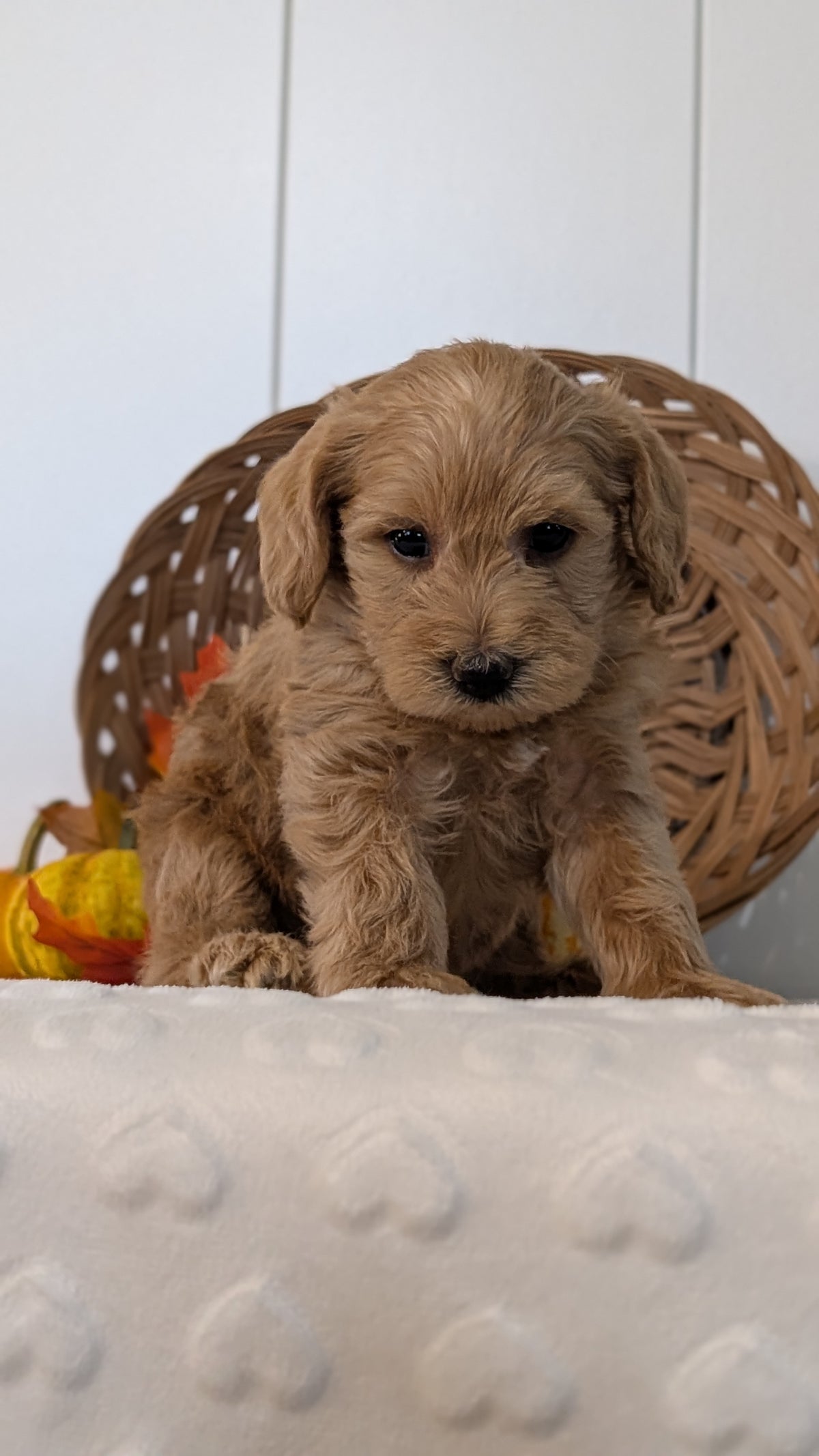 SCHNOODLE (SEP 03) 4 FEMALES/3 MALES