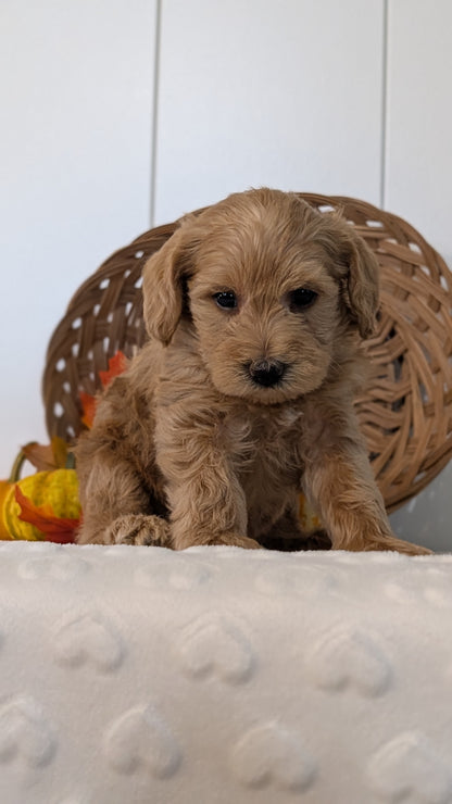 SCHNOODLE (SEP 03) 4 FEMALES/3 MALES
