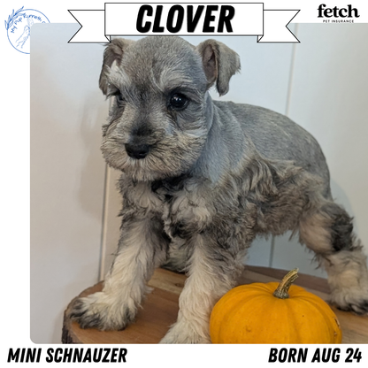 MINI SCHNAUZER (AUG 24) 8 FEMALES