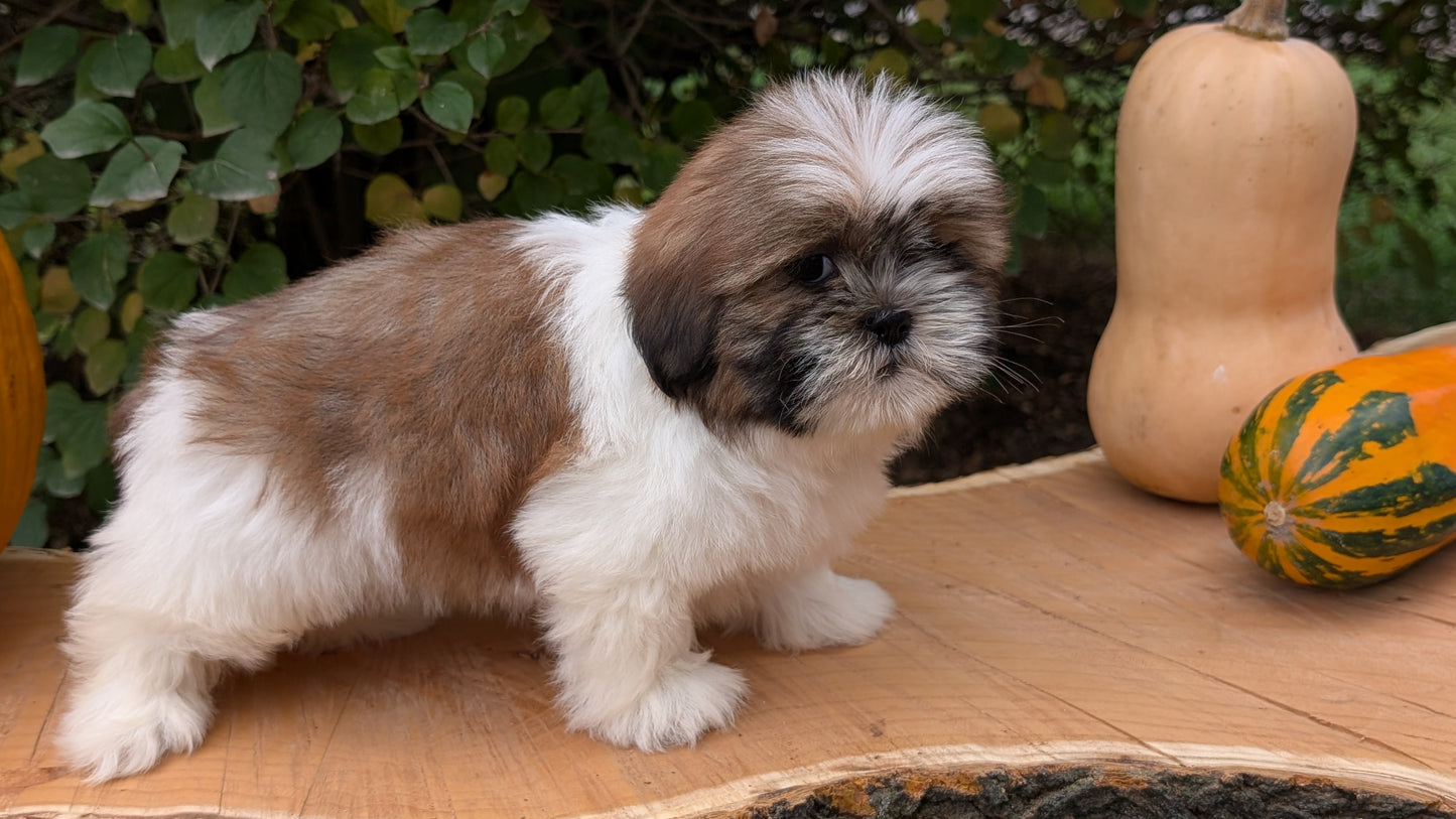 SHIH TZU (08/19) FEMALE