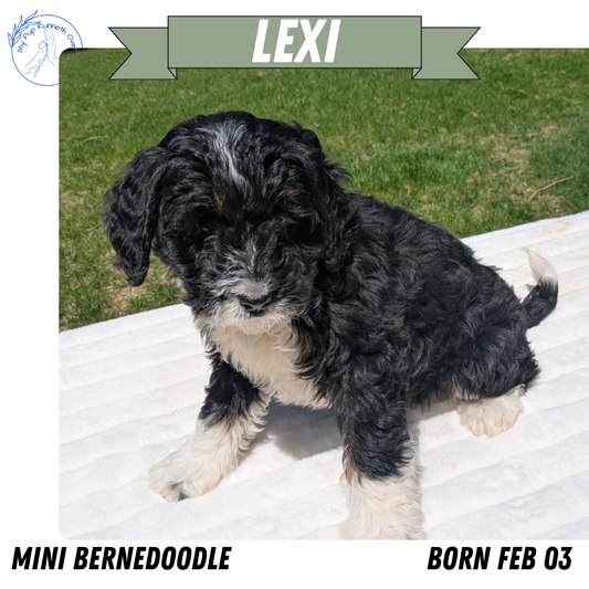 MINI BERNEDOODLE (02/03) FEMALE