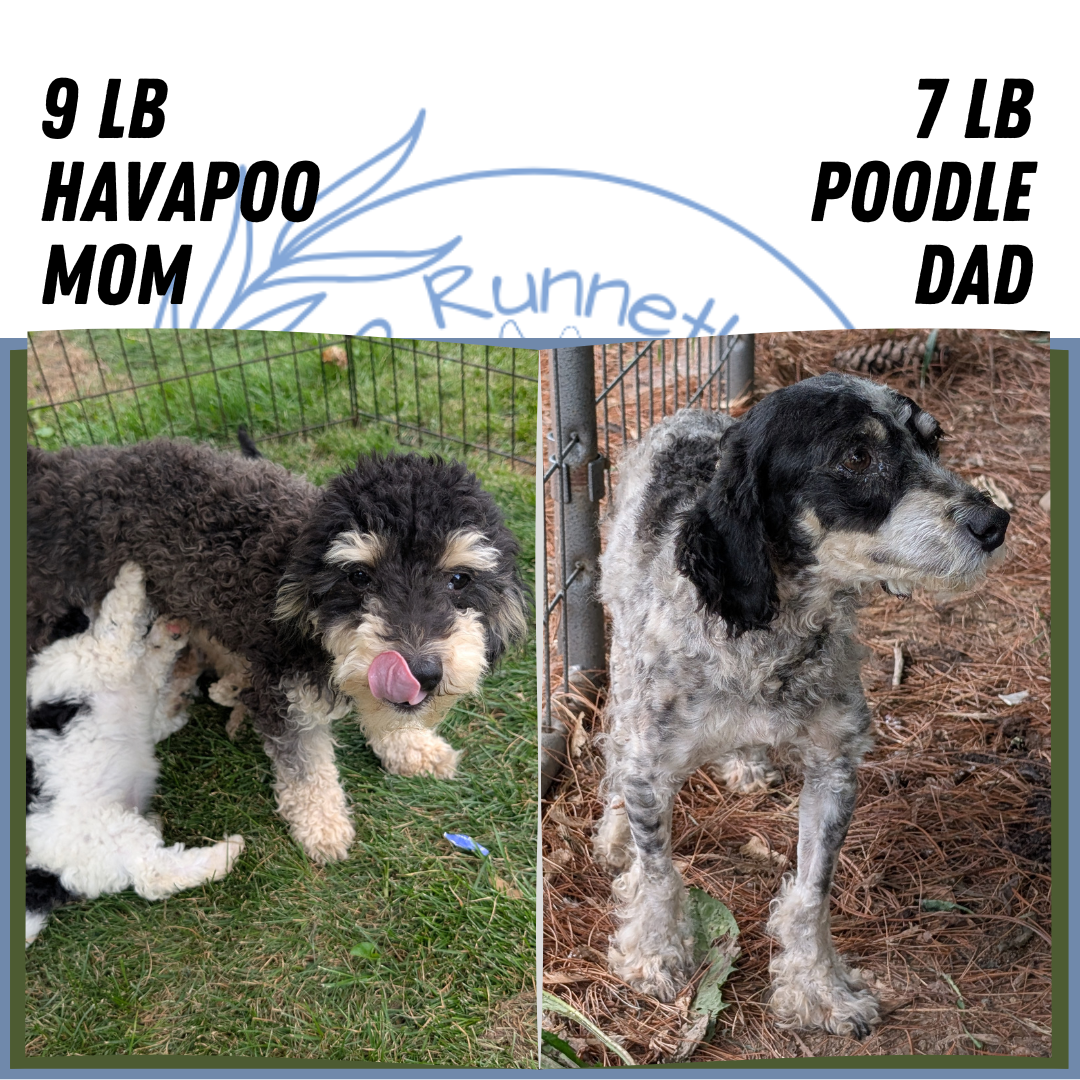 HAVAPOO (06/26) MALE