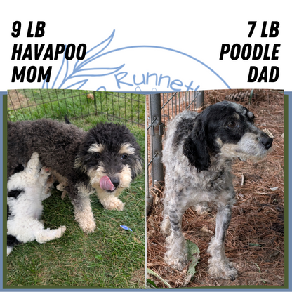 HAVAPOO (06/26) MALE
