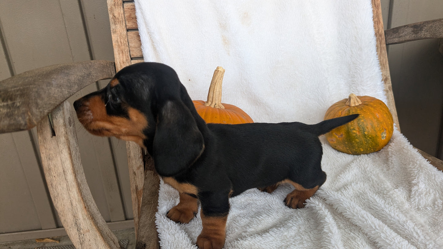 MINI DACHSHUND (08/13) MALE