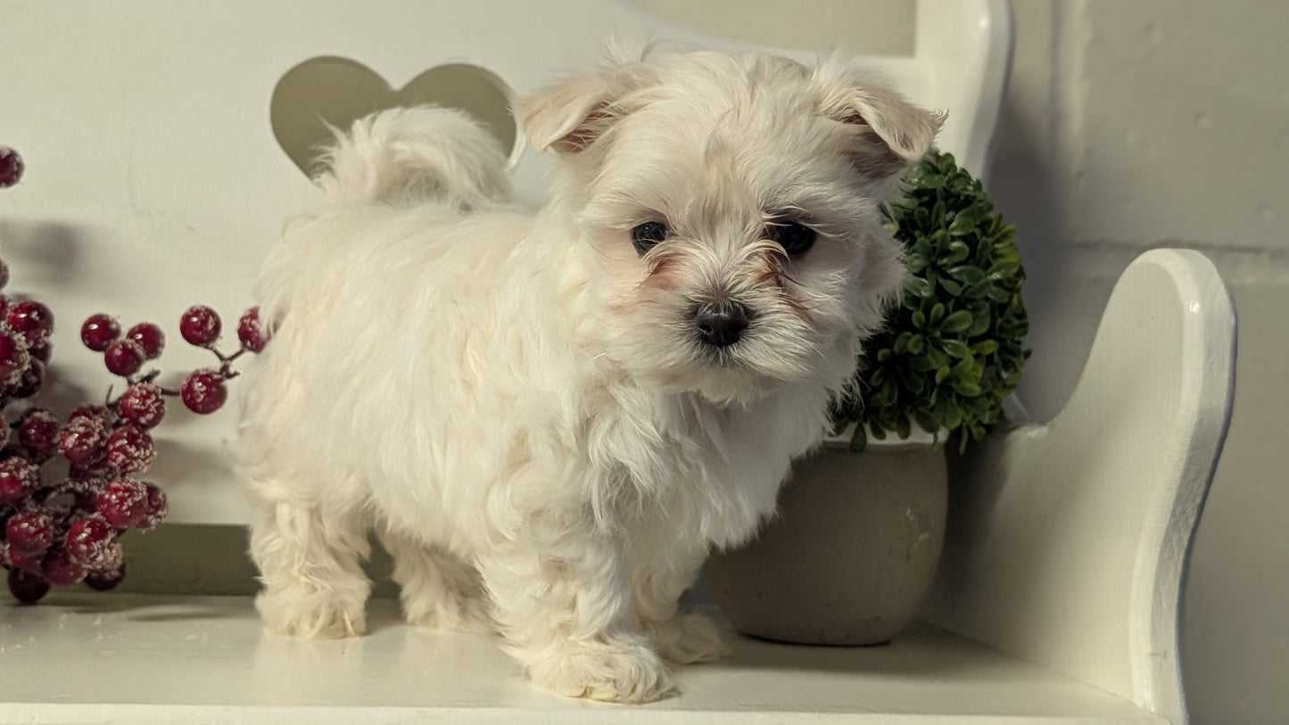 MALTESE (NOV 15) FEMALES