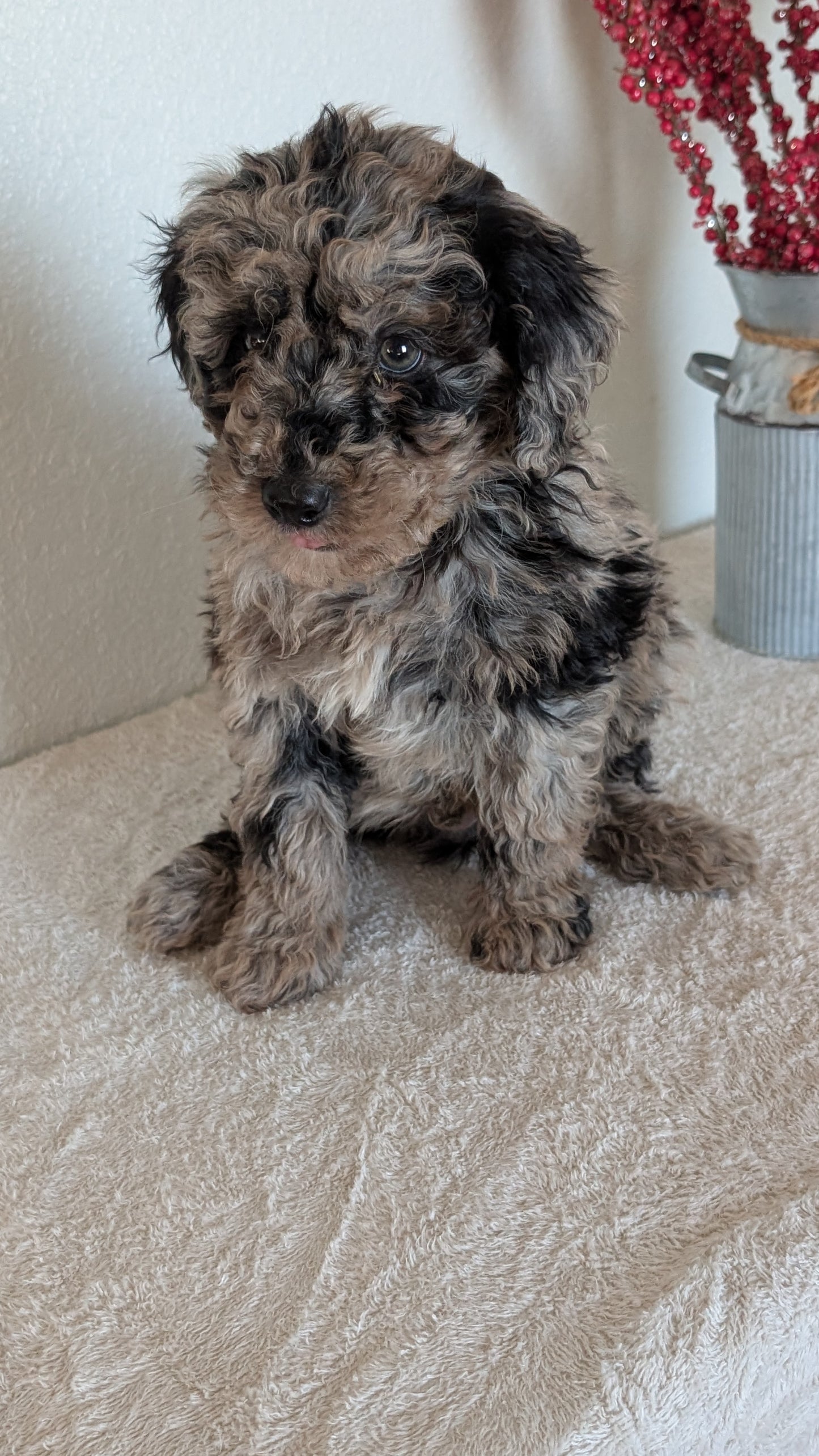 MINI BERNEDOODLE (OCT 15) MALES