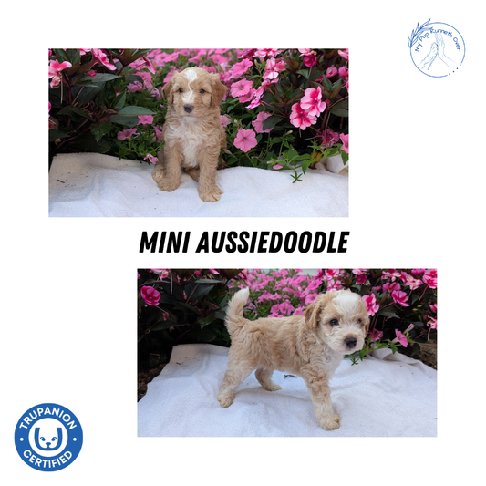 MINI AUSSIEDOODLE (06/21) MALE