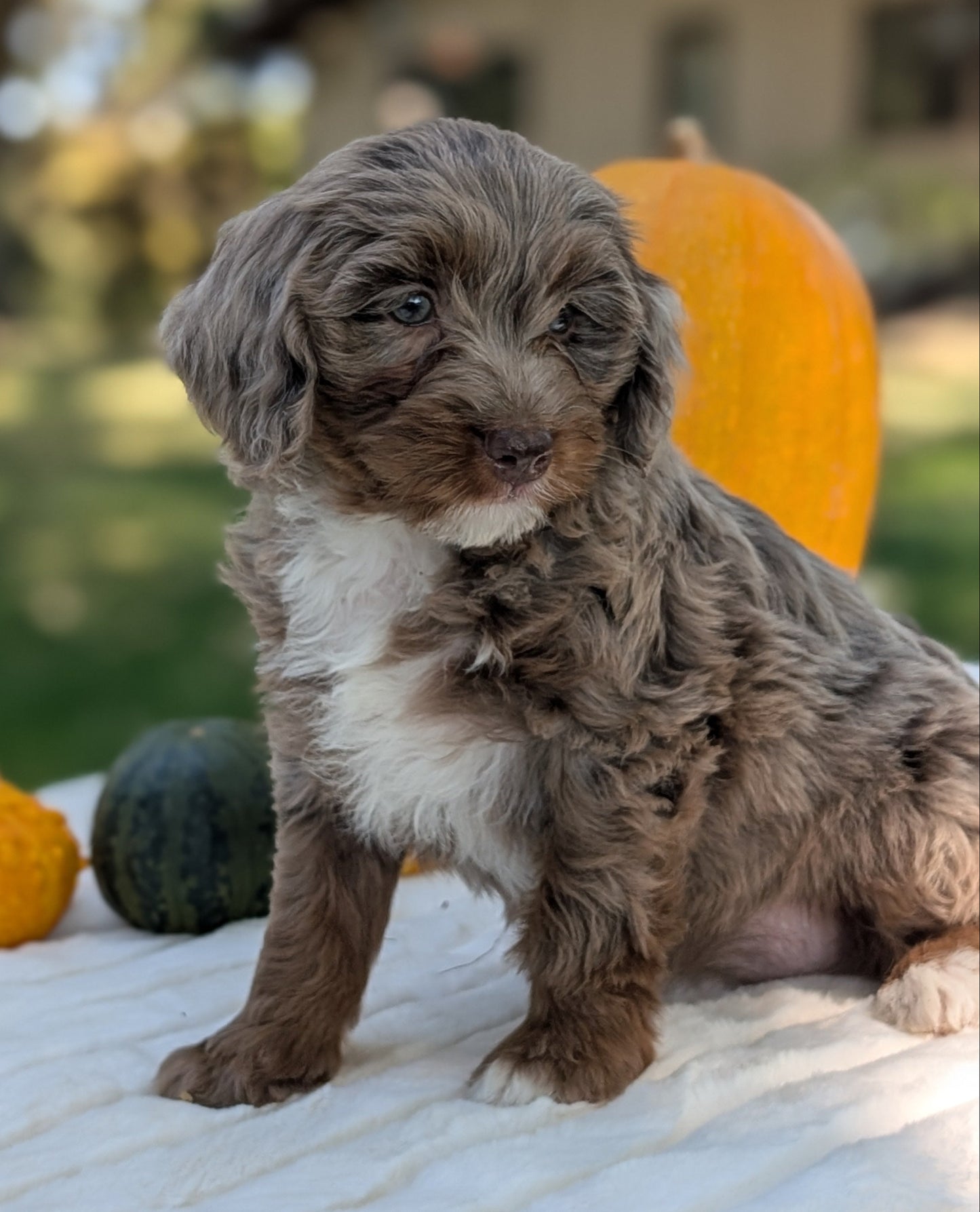MINI BERNEDOODLE (07/25) FEMALE