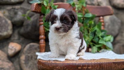 HAVANESE (APR 09) MALES
