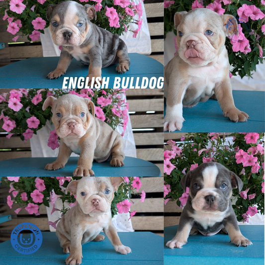 ENGLISH BULLDOG (06/30) MALE