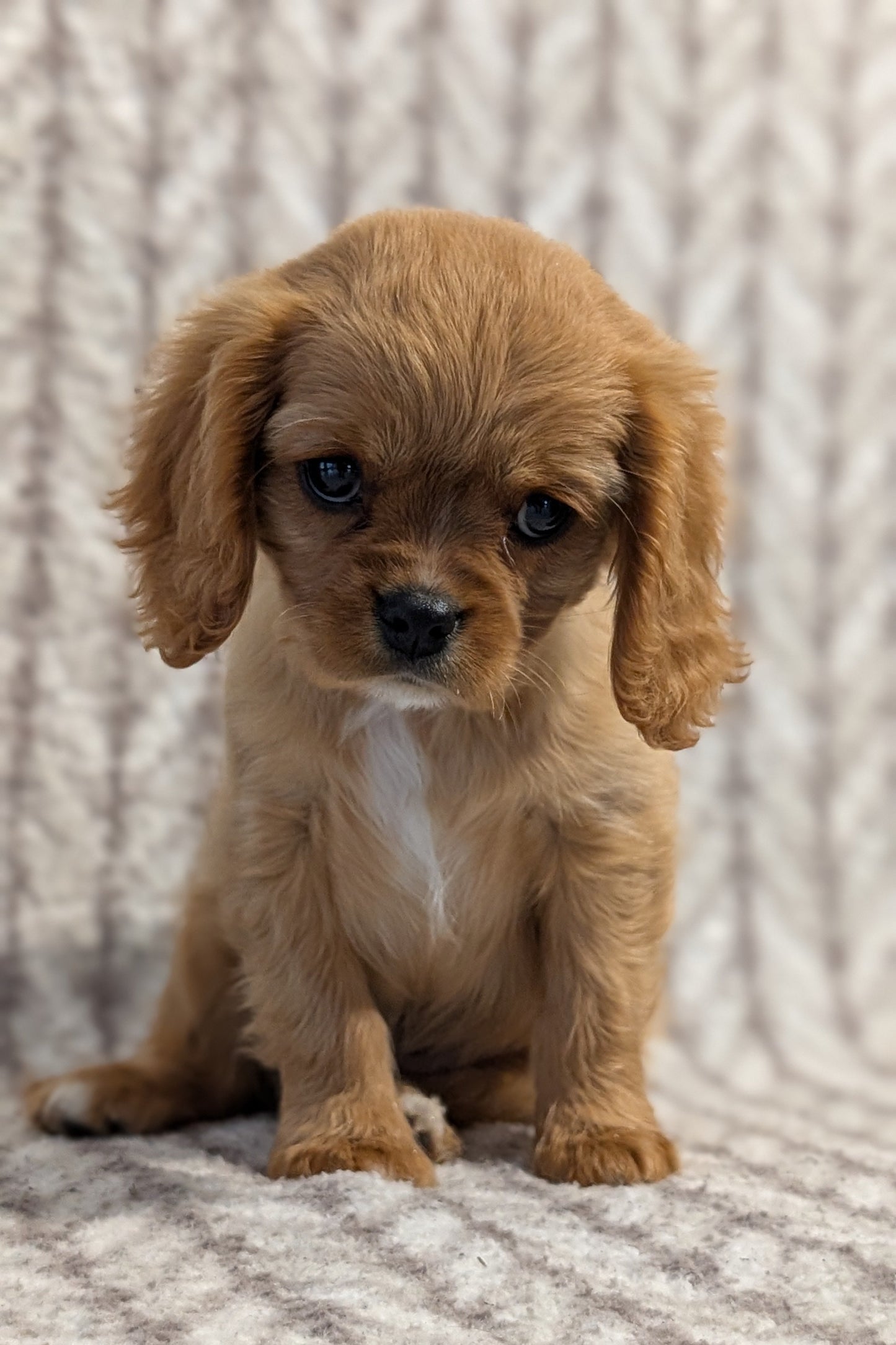 CAVALIER (FEB 24) FEMALE