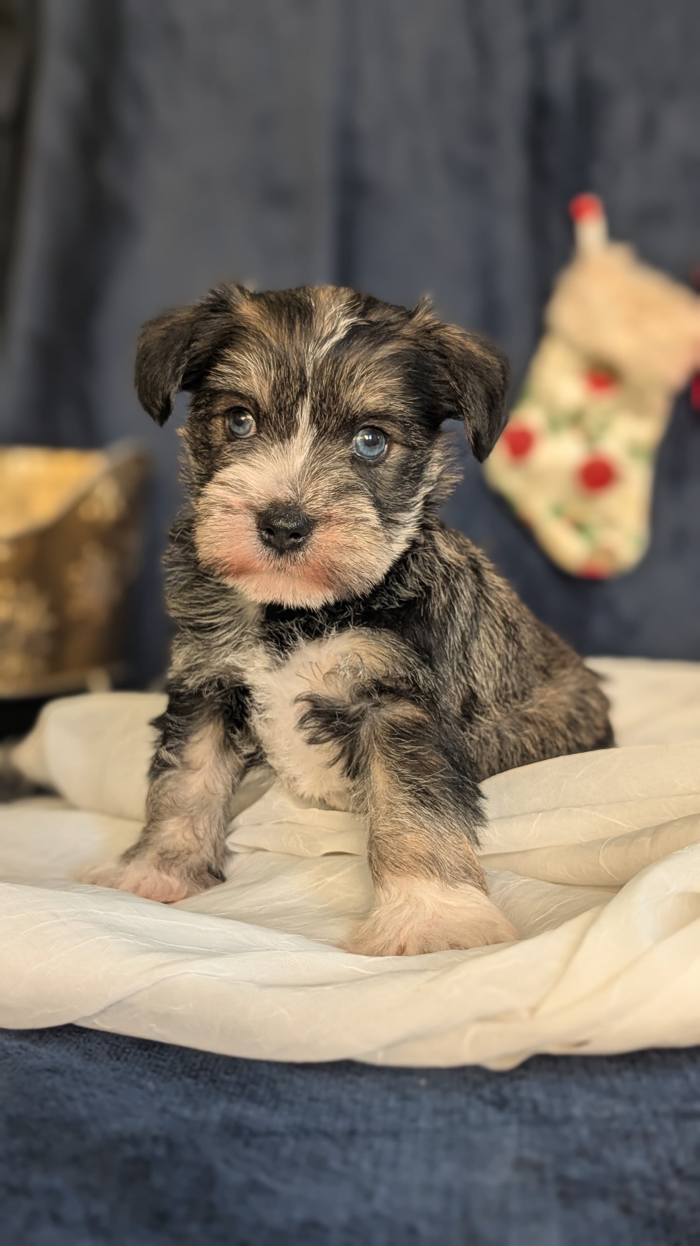 MINI SCHNAUZER (OCT 27) FEMALE